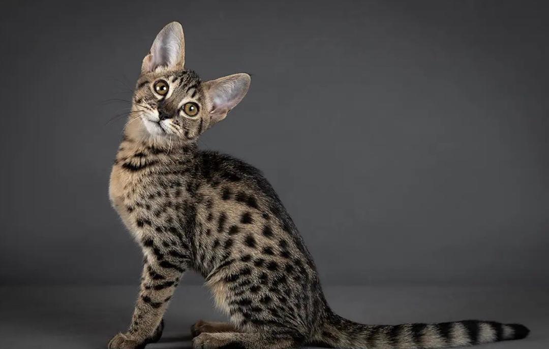Savannah Cats For Sale | Buy Savannah Kitten | F1 to F4 Savannah Kitten