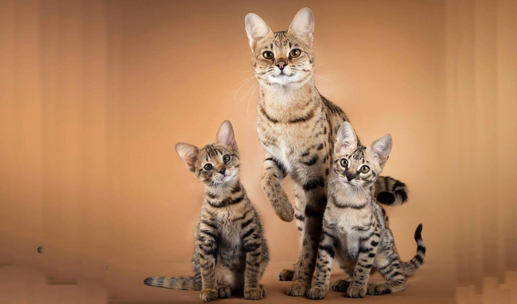Human Allergies | Savannah kittens for sale | Savannah Cats for sale