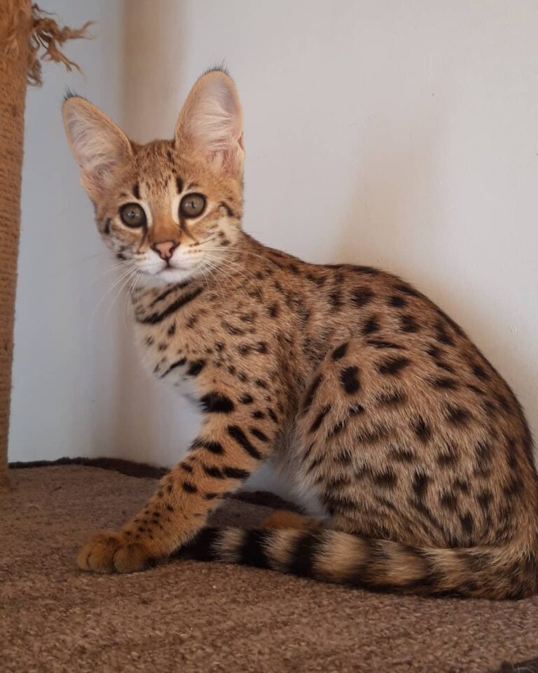 Savannah Cats For Sale | Savannah Kittens | F1 To F4 Savannah Cats