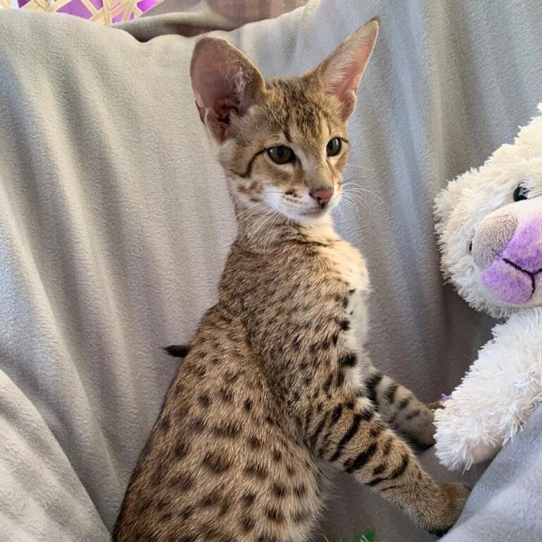 Savannah Cats For Sale Savannah Kittens F1 To F4 Savannah Cats