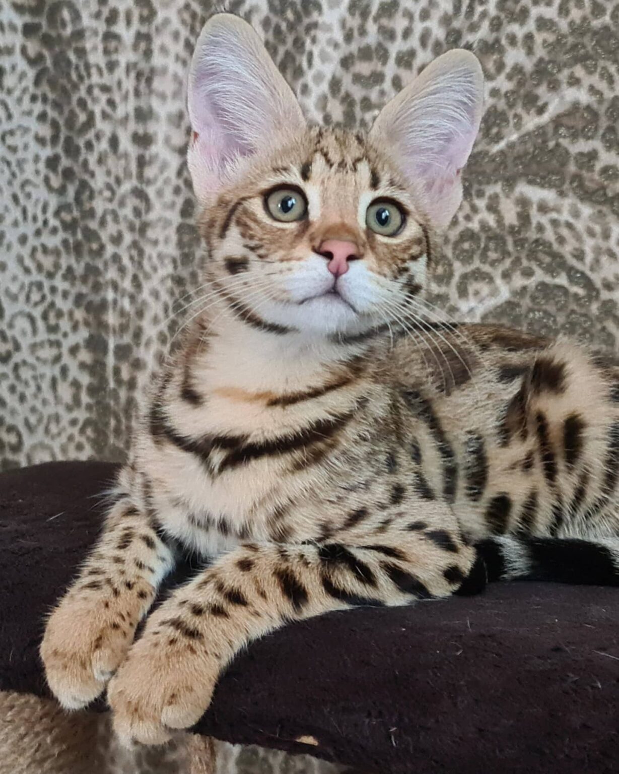 Buy Savannah Kittens | F1-F4 Savannah Kittens For Sale | Savannah Cats