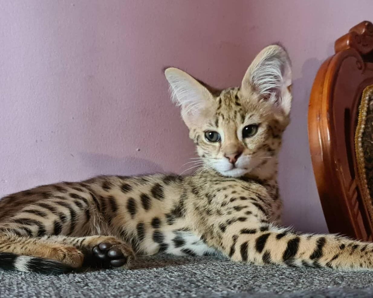 African serval best sale cat for sale