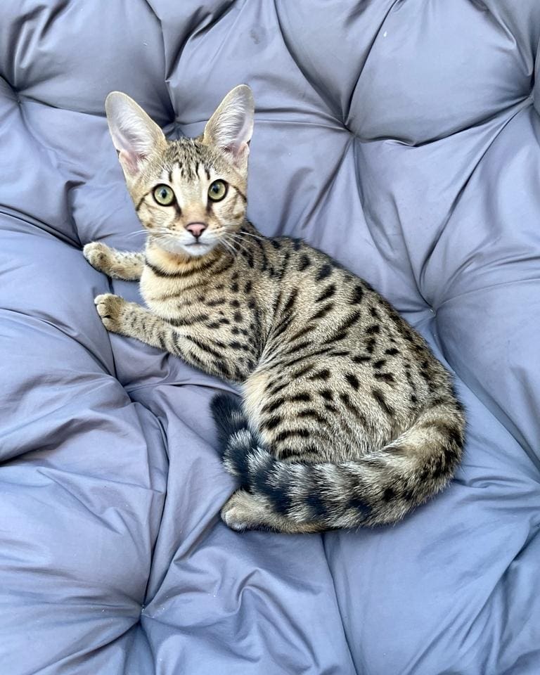 F4 savannah cat store price