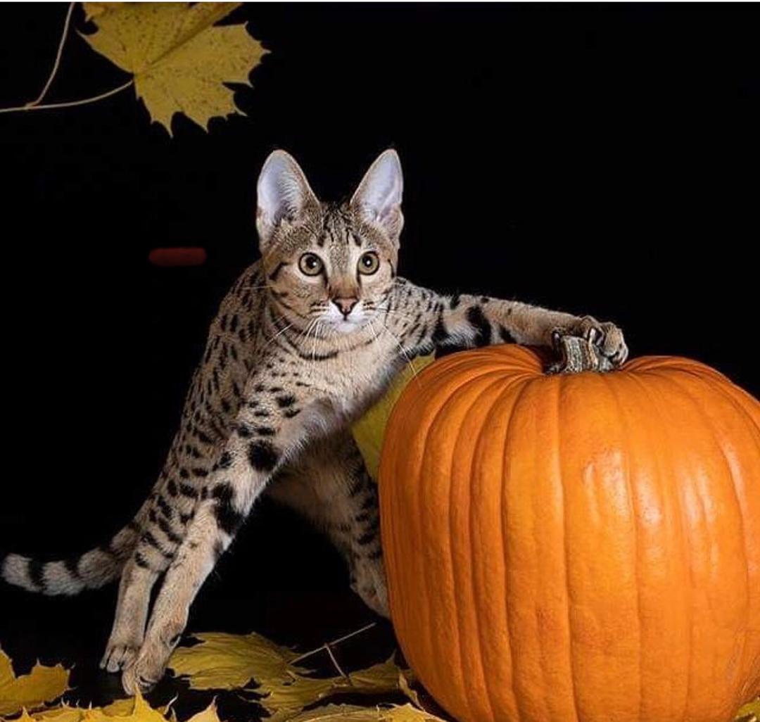 Savannah Cat for Sale, Savannah Kittens Available