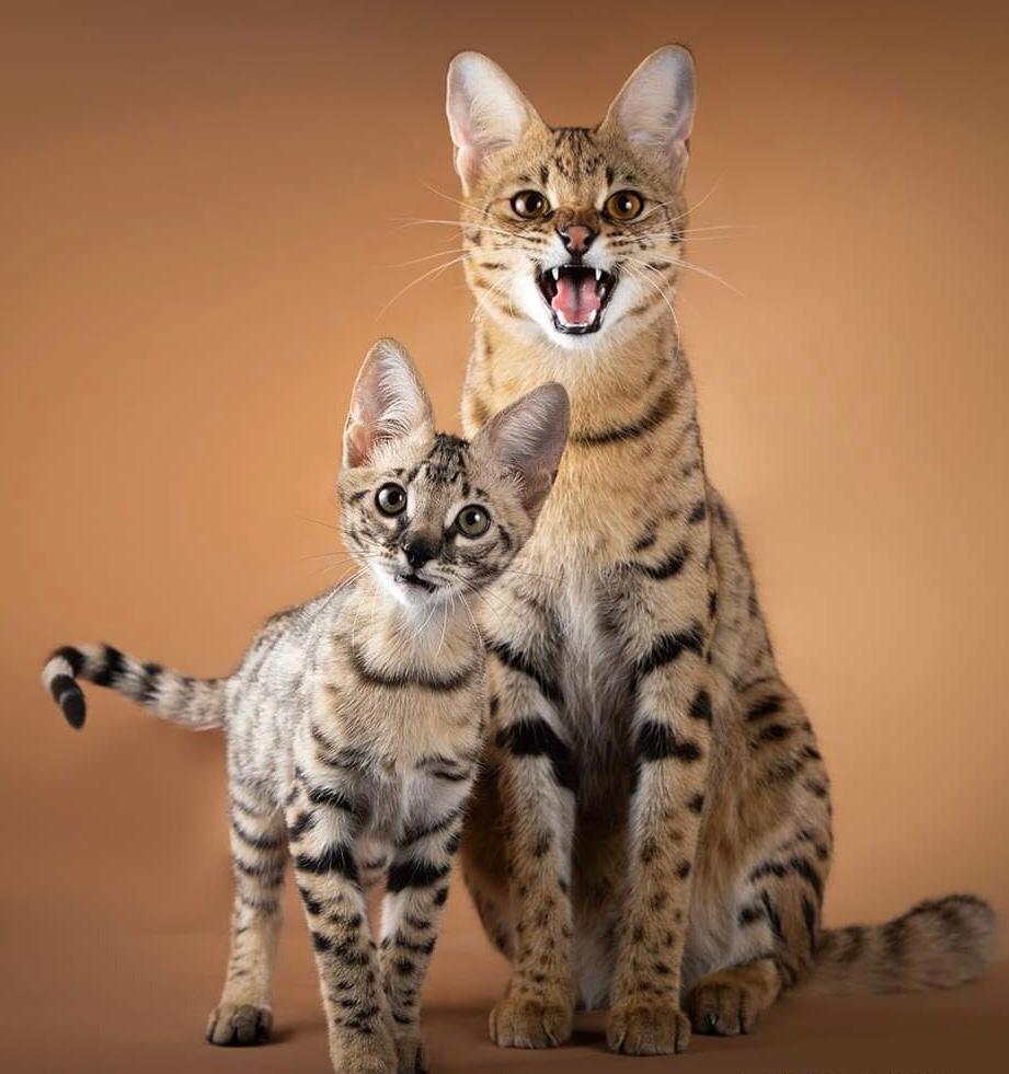 f2 savannah cats for sale