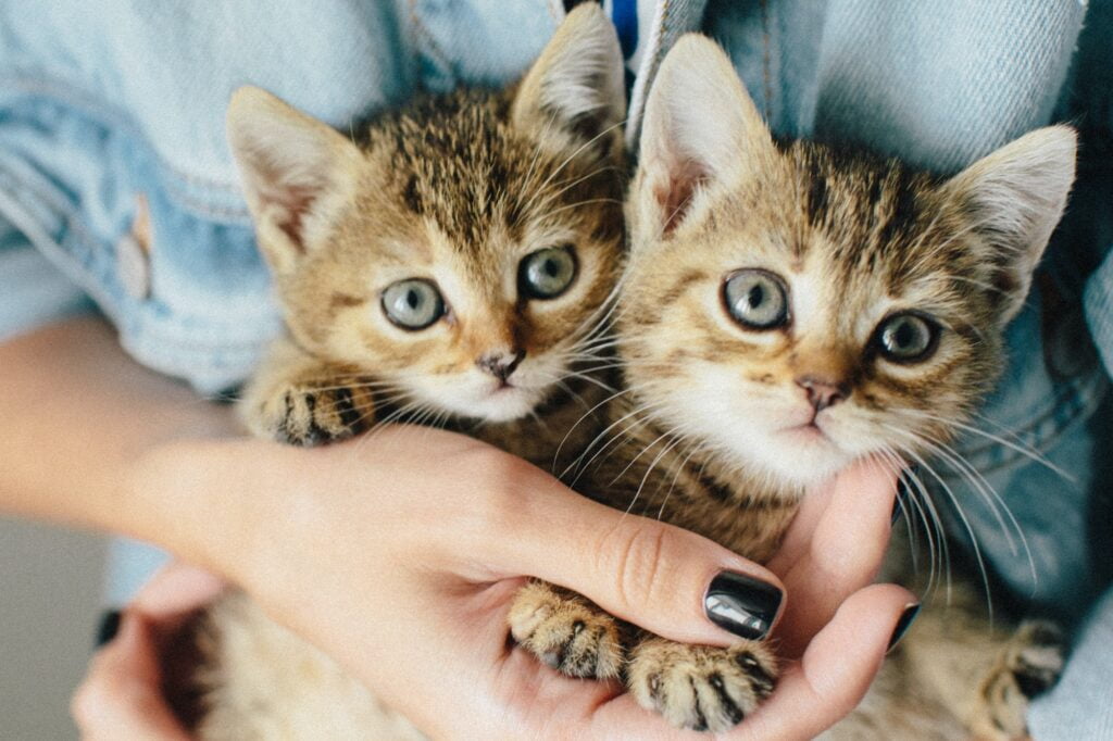 Effects of Savannah Cat on Human Health | Savannah Cats for Sale