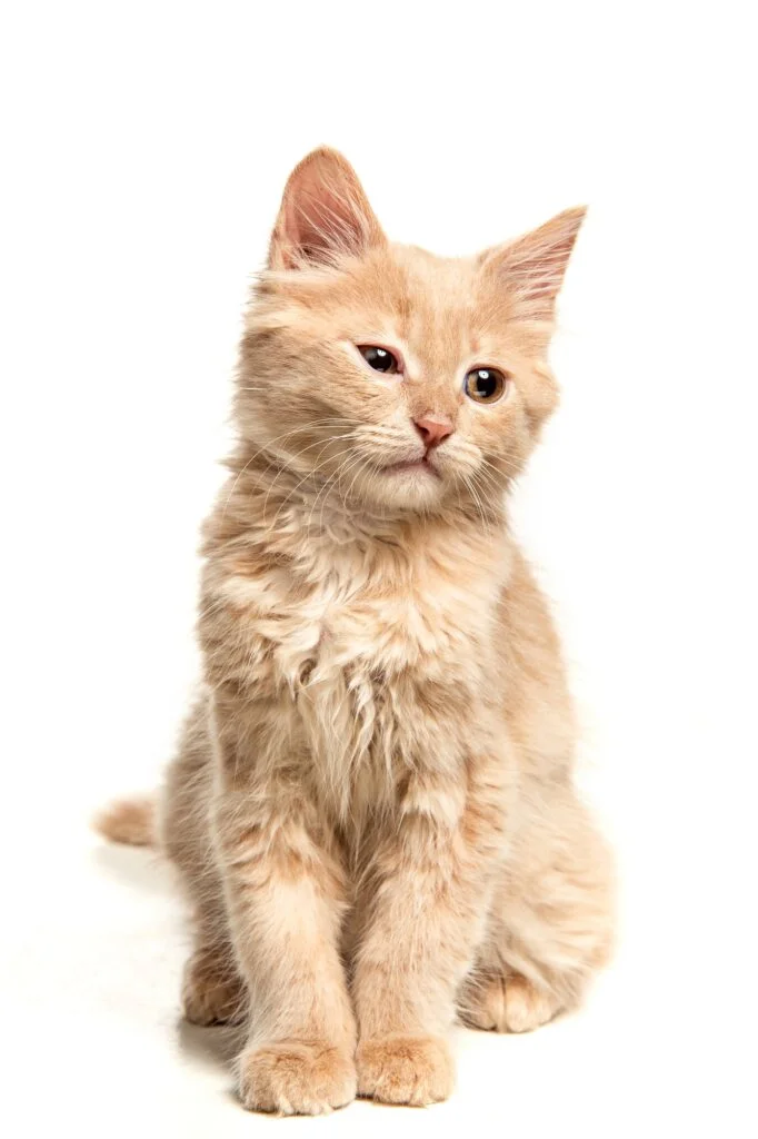 Rapid Health Checks for Savannah Cats | F1 Savannah Cats for Sale