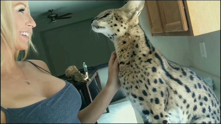 How to Take Care of Your Savannah Cat?