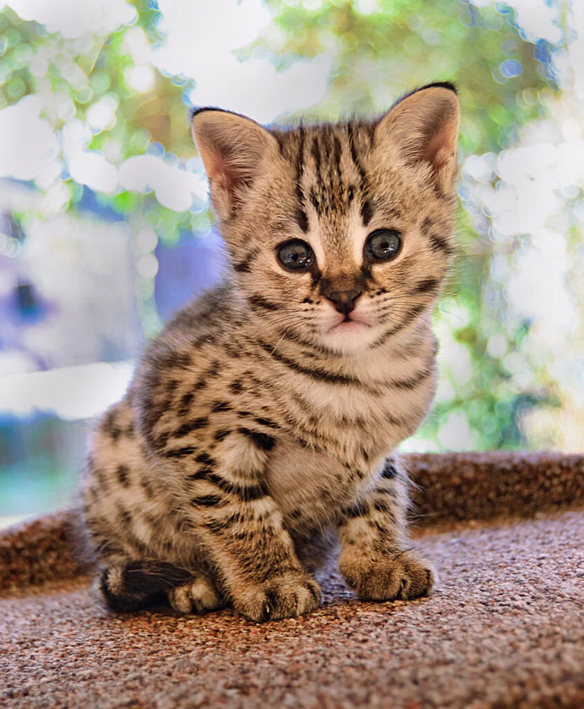 Savannah kittens for Sale in Illinois