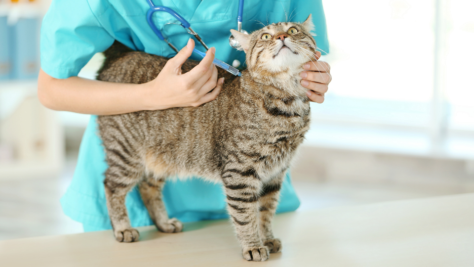 Vet Vaccinating a cat
